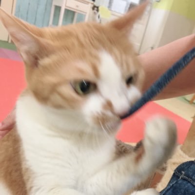 猫好きさんさんのプロフィール画像