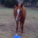 Marilyn Stough - @Threedyeventer - Twitter