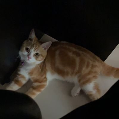 Jt9Gchaya's profile picture. 