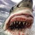 Shark Tooth (@sharktooth218) Twitter profile photo Shark Tooth (@sharktooth218) Twitter profile photo