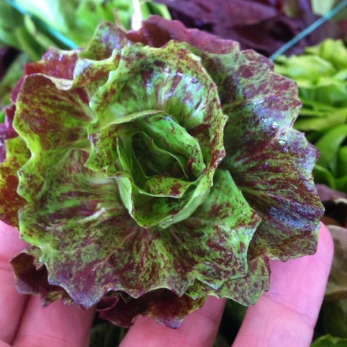 FrancoNatoora's profile picture. Natoora & Ice Cream Union