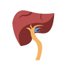 Liver Coalition of San Diego (@LiverCoalition) Twitter profile photo