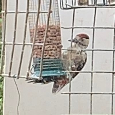 KiddiwinksELCC's profile picture. 