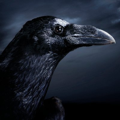 BelgianRavenBE's profile picture. 