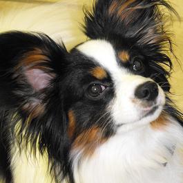 We have been caring for man's best friends for over 40 years. We offer conventional and complementary medicine- acupuncture, laser, and more