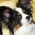 PineRidge Vet Clinic (@prvets) Twitter profile photo