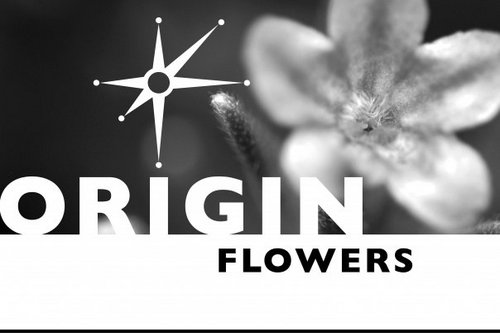 We go for gorgeous!
See our YELP reviews or like Origin Flowers on FB