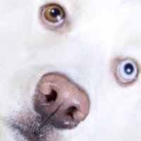 BÎG BÅD (@wolfgangottosan) 's Twitter Profile Photo BÎG BÅD (@wolfgangottosan) 's Twitter Profile Photo