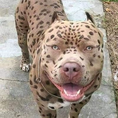 khalidpsp's profile picture. 