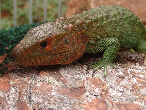 IvanAlfonsoDVM's profile picture. Born in Puerto Rico with a fascination of animals since a child. Keen interest and skills in reptile medicine and surgery.