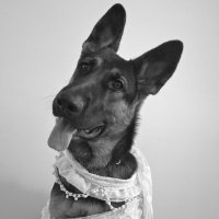 The Shaggy Shepherd Book Reviews (@dshaggyshepherd) 's Twitter Profile