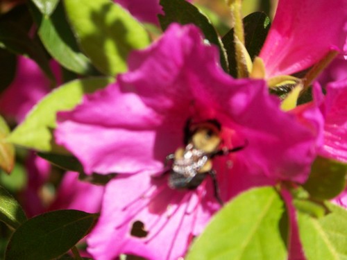 Henderson County Extension Horticultural Agent