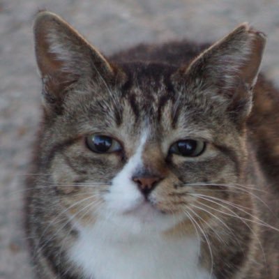 siromandesu's profile picture. メイン垢（@nankaakakesare）のサブ垢です！|中2|勉強垢はフォロバする|低浮上