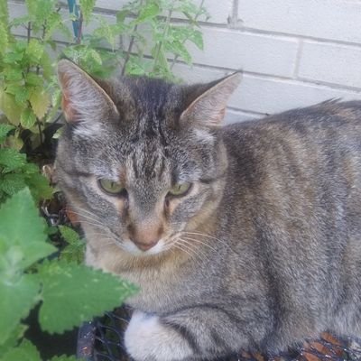 meow_nashville Profile Picture