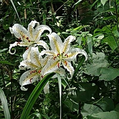 野菜と料理と食べることと読書と猫と草花と星と神社仏閣、娘2人と黒猫くんをめぐる日々。カレーとチョコレート、チーズケーキ、青魚、蕎麦、ナッツ、豆、ベリー、ユーハイムのバウムクーヘン、くぢら餅などが好物。
無言フォロー失礼します。フォロー嬉しいです。おかげさんでありがとうございます🌈poi