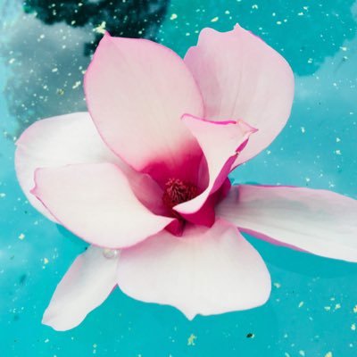 fantasyreader66's profile picture. Author of Euphonious Memories and Defenseless on wattpad.