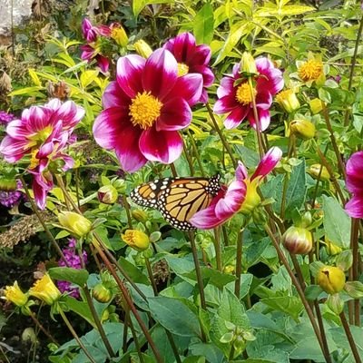 SteveGilmore63's profile picture. 