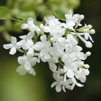 紫丁香花 Lilac Twitter 紫丁香花 Lilac Twitter