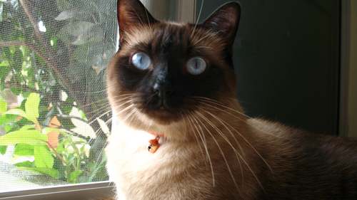 Otto_Gato's profile picture. My name is Otto • I'm a Siamese male CAT • Born and raised in Guayaquil-Ecuador • Love to eat, sleep, and ... other stuff • 100% Royal Canin Lover • Gato = Cat