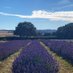 The Lavender Fields, Selborne (@lavenderfields2) Twitter profile photo The Lavender Fields, Selborne (@lavenderfields2) Twitter profile photo