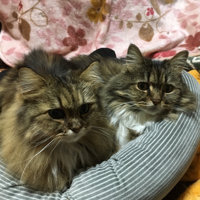 猫さんと犬さんといるのが幸せ。