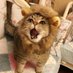 leotatsu🦁 (@leotatsu) Twitter profile photo leotatsu🦁 (@leotatsu) Twitter profile photo