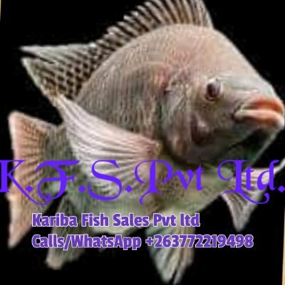 Kariba fish sales zw official
Calls/WhatsApp +263772219498 for orders.We deliver thruout Zimbabwe.