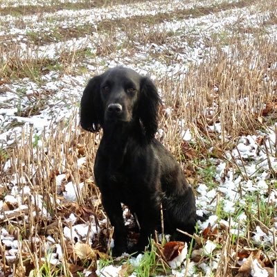 pathfinder1945's profile picture. Enjoys walking, training and working gundogs, and stick carving.