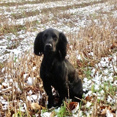 Enjoys walking, training and working gundogs, and stick carving.