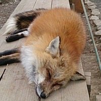 おきつね杏ちゃん(射撃中)🦊 (@maori215) 's Twitter Profile