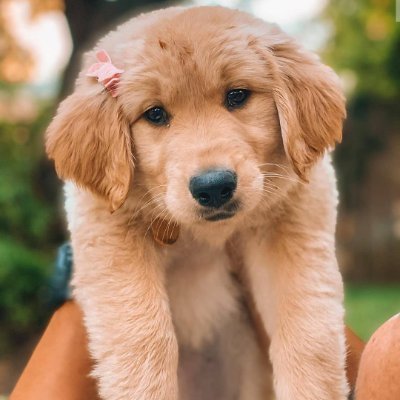 Blessed is the person who earned the love of a Golden Retriever.
Your heart will instantly melt 🐶
Cute 👇 #goldenretriever Plush👇