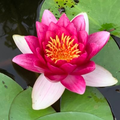 神社⛩めぐりを通して日本🇯🇵のこころや古事記のこころに触れようと…学びはじめました。アフィリエイトにも挑戦したく思い、こちらも日々の学びの最中です。