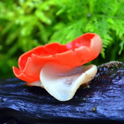 Nature & Wildlife 🏞️ Citizen Science 🌍
Community Science Communicator