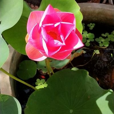 Terapon92177855's profile picture. ,23/60/174