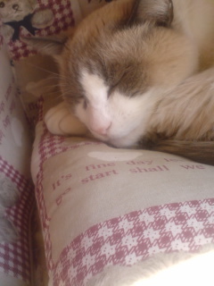 sm0109's profile picture. 