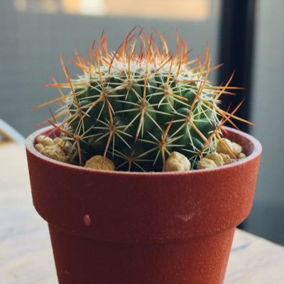 観羊植物さんのプロフィール画像