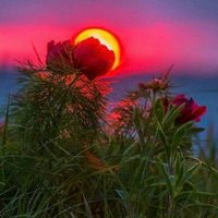 الجنة غايتي 🌷🌼🍀 (@faeqah_m) 's Twitter Profile