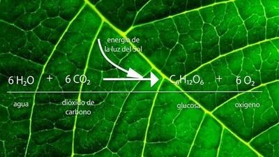 La actividad ganadera está en el negocio de la energía. Transformamos energía solar vía fotosíntesis en pastos que el rumiante transforma en carne.