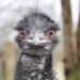 Richmond Emu (@richmondemu) Twitter profile photo Richmond Emu (@richmondemu) Twitter profile photo