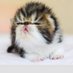 Chubbabubz Cattery & Pugs (@littlepugpeople) Twitter profile photo Chubbabubz Cattery & Pugs (@littlepugpeople) Twitter profile photo