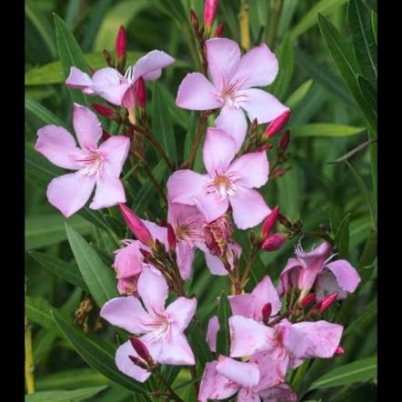 wvk's profile picture. I can't decide if I'm a red ragger, a green extremist, a pink warrior or a grey cumudgeon.