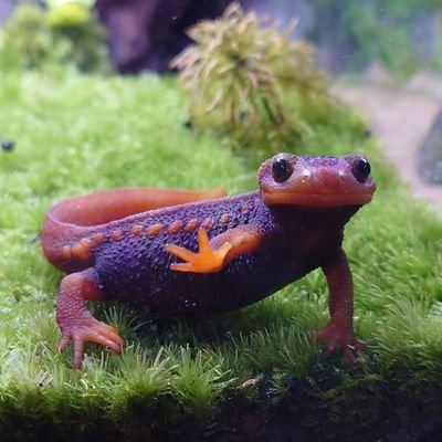生き物アカウント。
イモリ複数、レオパ(スーパーマックスノー、スパマクアルビノ)、ニシアフ(ホワイトアウト、オレオ、ホワイトアウトオレオ)を飼育しています。
よろしくお願いします!