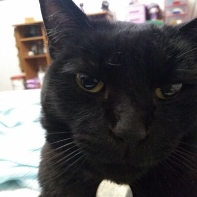 BravoguerraC's profile picture. Persona Alegre.