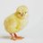 tama___piyo3's profile image