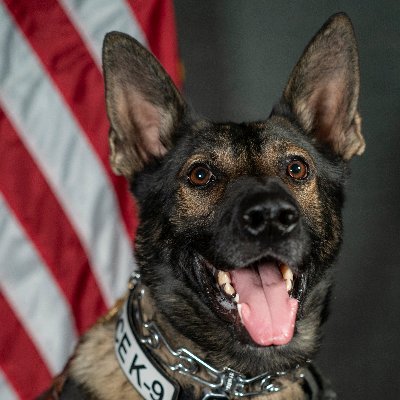 Pf_K9s Profile Picture