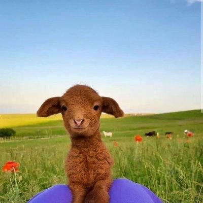 Hiduplah seolah-olah besok kamu mati, belajarlah seolah-olah kamu hidup selamanya.