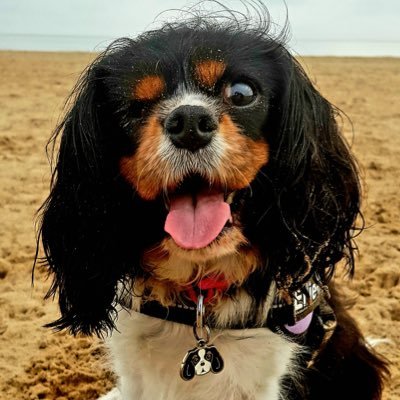 I’m 10 years old & have IBD. I luff everyone! Big sisfur to Millie-Mae & Ruby-Mae. I collect hats & was born with 1 eye but that makes me more special! #Cavpack