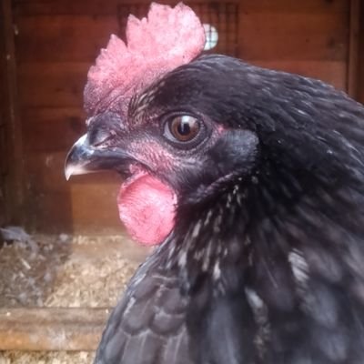 Mother, wife, friend. Events Manager, failed jam maker, chicken wrangler, bee herder