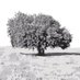 Carob (@carobmallorca) Twitter profile photo Carob (@carobmallorca) Twitter profile photo