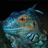 🇧🇸🦎🇨🇴Iguan∆zul®™🇨🇴🦎🇧🇸 (@bl3u_t4z4gr4nd3) 's Twitter Profile